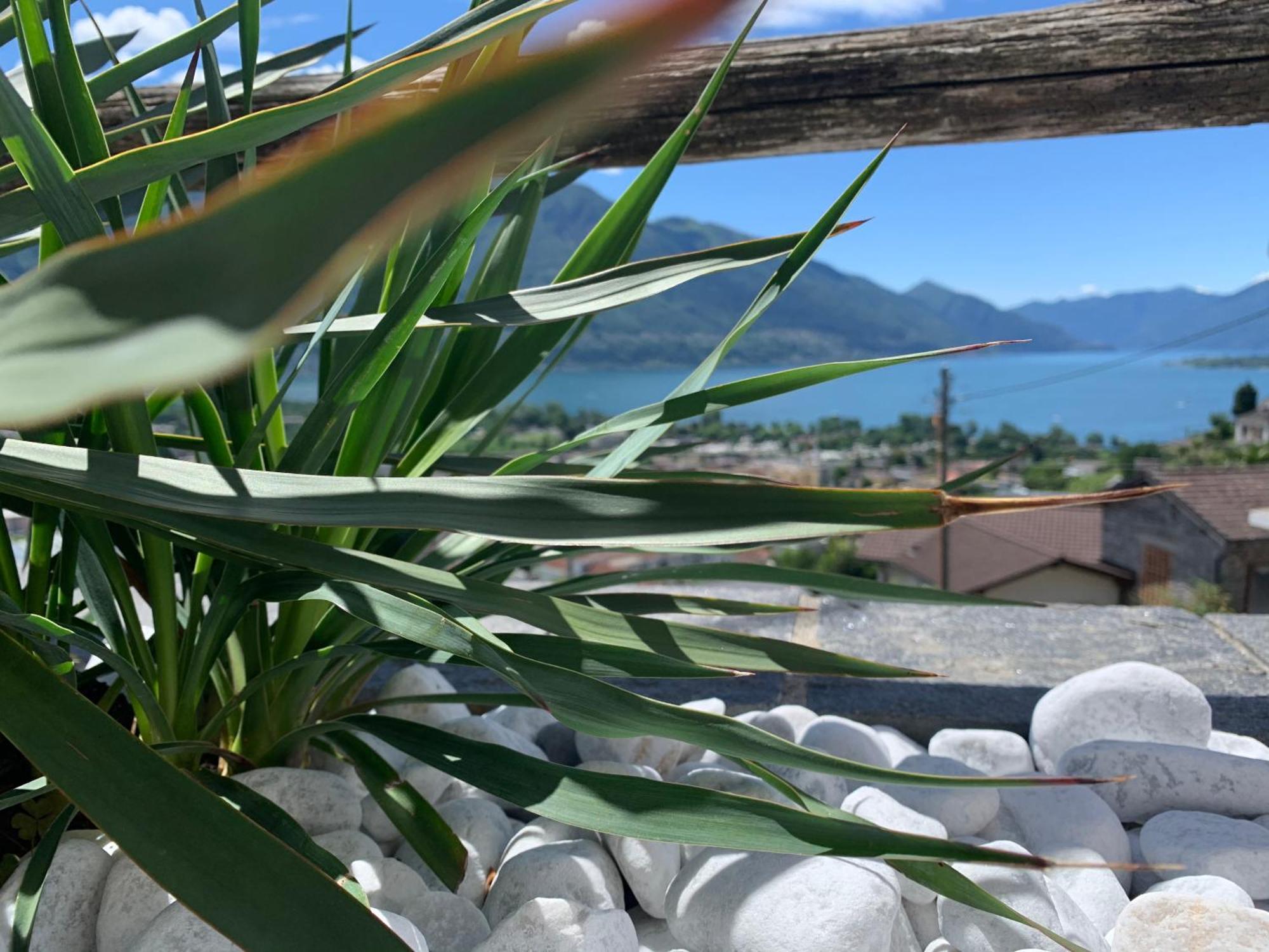 Appartamento ai Ronchi Gordola Esterno foto